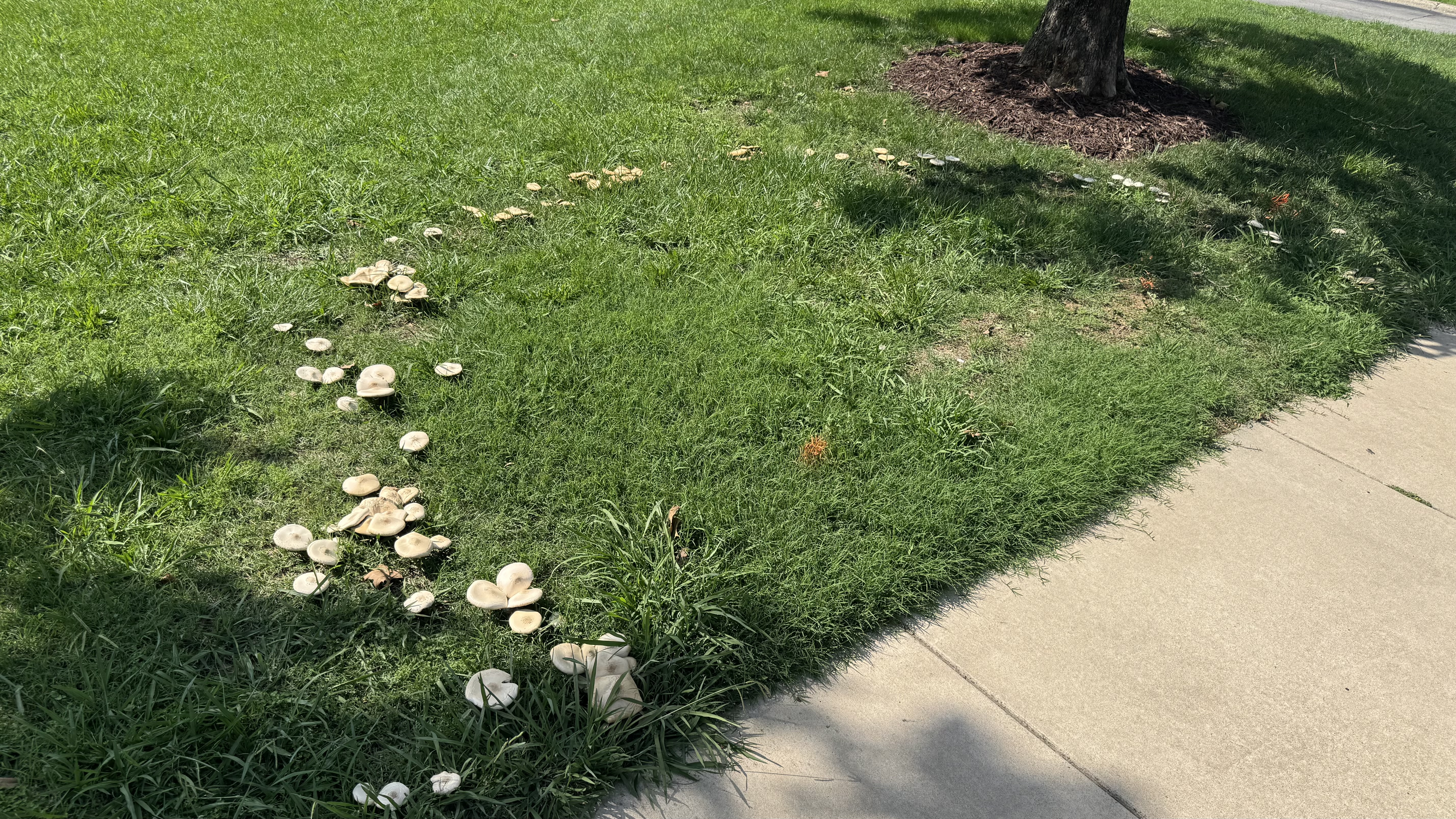 A large semicircle of big mushrooms on a bed of green grass next to a sidewalk.